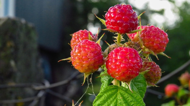 Moras de maduración negras maduras y rojas sobre fondo de hojas verdes