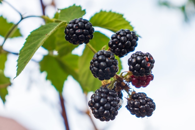 Moras maduras e inmaduras en el arbusto con enfoque selectivo. Manojo de bayas