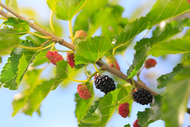 Moras maduras en el follaje verde