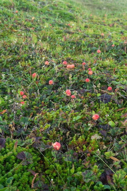 Moras maduras en la isla de Mageroya, Noruega. Cloudberry es un barry útil comestible del norte