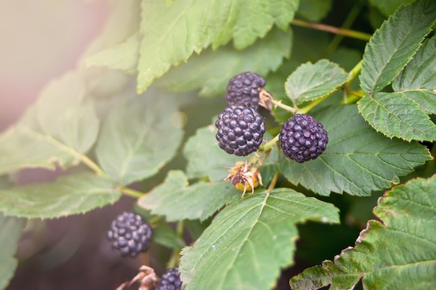 Moras maduras en el monte con enfoque selectivo