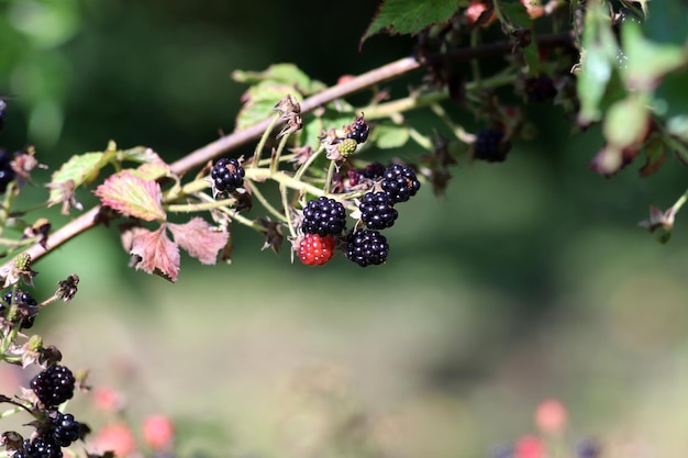 Foto moras maduras y no maduras en una rama de arbusto