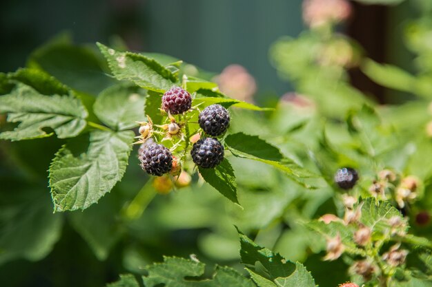 Moras maduras y verdes en una rama rodeada de hojas verdes