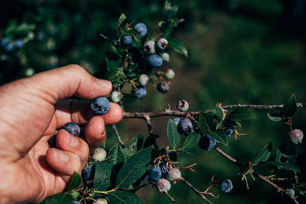 Foto con las moras en la mano