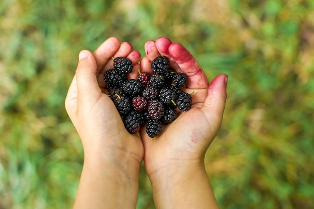 Moras en manos del niño en la naturaleza