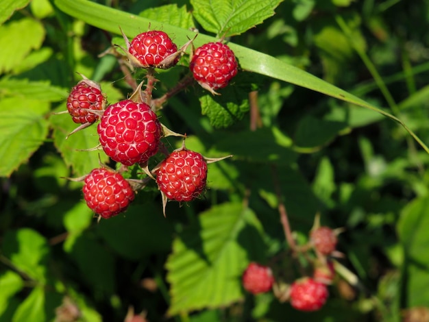 Moras en una rama en el primer plano del jardín