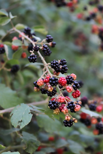 Moras rojas y maduras en la plantación de bayas