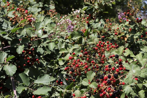 Moras rojas y maduras en la plantación de bayas