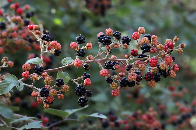 Moras rojas y maduras en la plantación de bayas