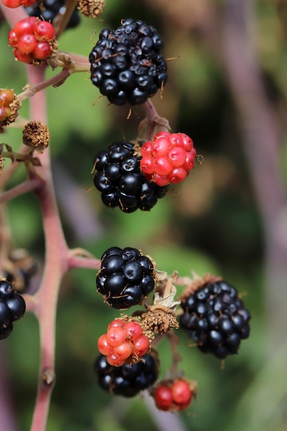 Moras rojas y negras en el bosque