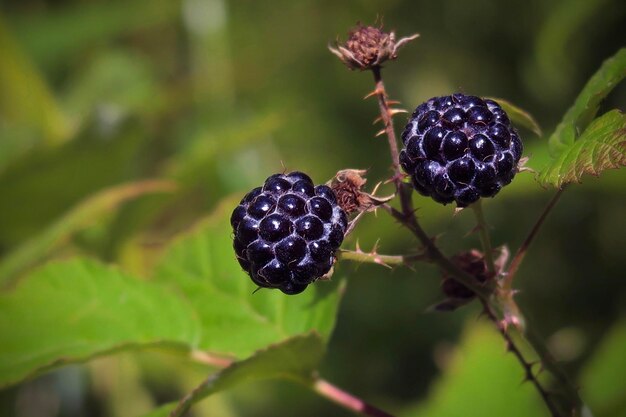 Foto las moras silvestres