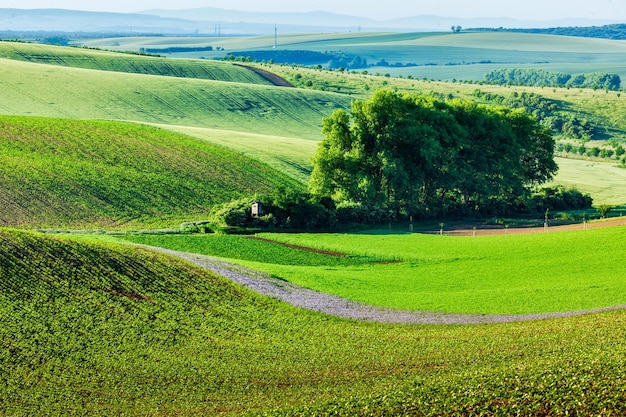 Foto moravische rollende landschaft mit bäumen moravia tschechische republik