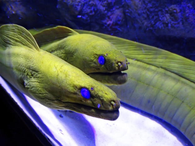 Moray Eel in the Water Morena amarilla en coral riff