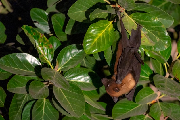 morcego frugívoro ou raposa voadora pendurada na árvore
