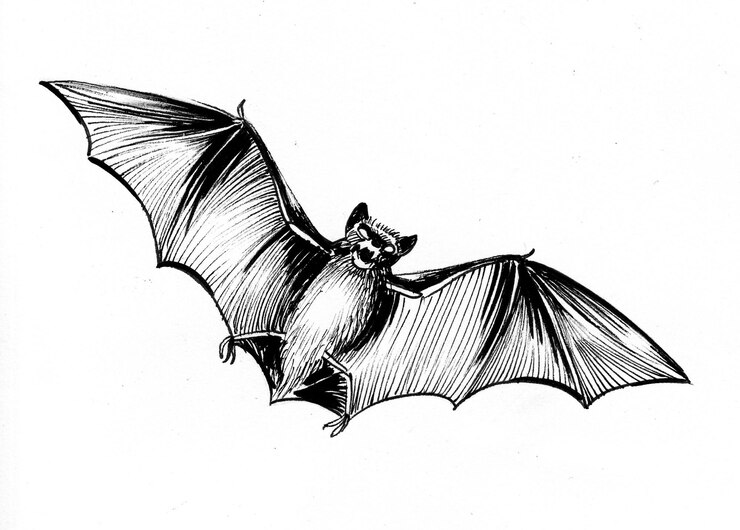 Foto morcego voador. desenho de tinta preto e branco