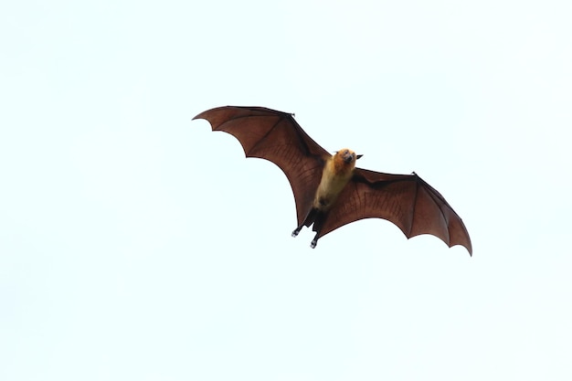 Morcego voando no céu. A raposa voadora de Lyle
