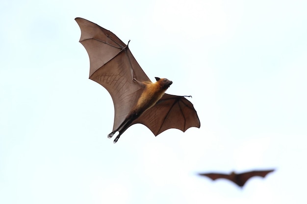 Foto morcego voando no céu. a raposa voadora de lyle