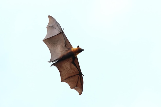 Morcego voando no céu. A raposa voadora de Lyle