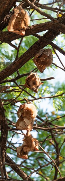 Foto morcegos frugívoros pendurados em uma árvore hwange national park zimbábue