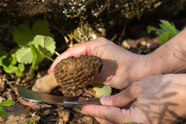 Morchella conica im Wald pflücken Das Mädchen schneidet den Pilz mit einem speziellen Messer