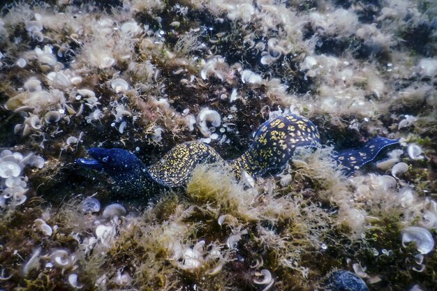 Moreia do Mediterrâneo (Muraena helena) Santa Helena Moray