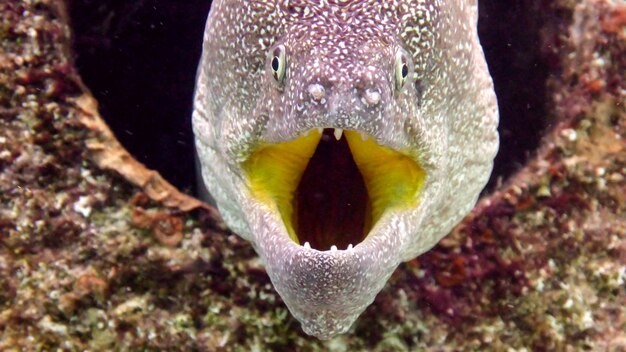 Foto moréia (lycodontis undulatus) no mar vermelho, eilat, israel