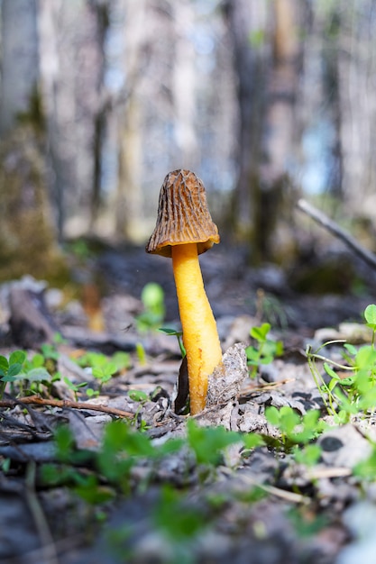 Morel preto em um fundo de floresta