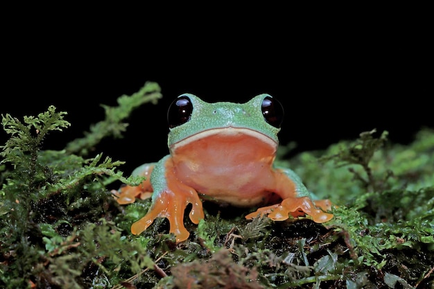 Morelet-Laubfrosch Agalychnis moreletii auf Moos