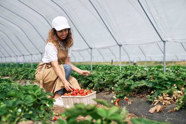 Morena está recogiendo fresas en canasta blanca