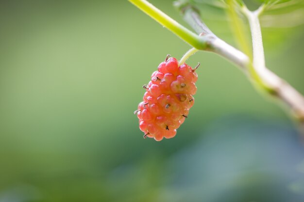 Morera fresca roja en la rama del árbol