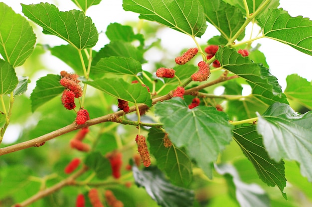 Morera en jardín y vitamina para una salud