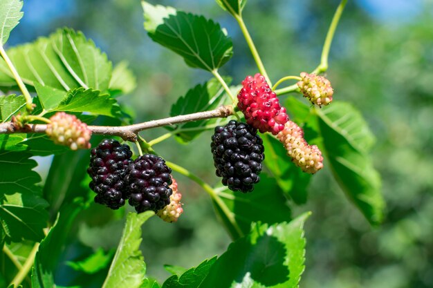 Morera madura en una rama con hojas en los rayos del sol sobre un fondo borroso Deliciosa fruta de morera jugosa Lugar para una inscripción Primer plano Enfoque selectivo Desenfoque