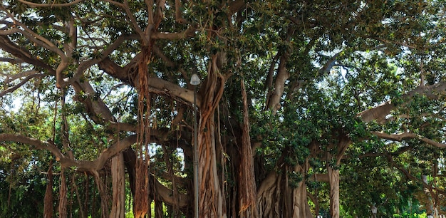 Moreton Bay Fig figueira ficus macrophylla