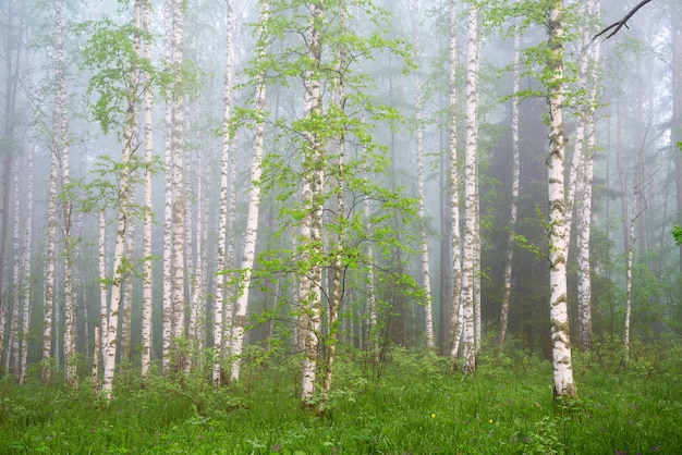 Morgen im Birkenwald im dichten Nebel