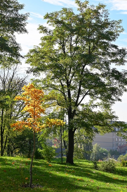 Morgen im Botanischen Garten