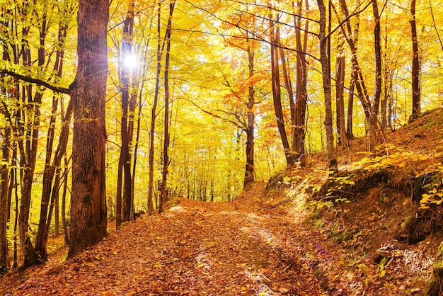 Morgen im herbstlichen Wald. Orange gefallene Blätter und Sonne scheint durch Bäume