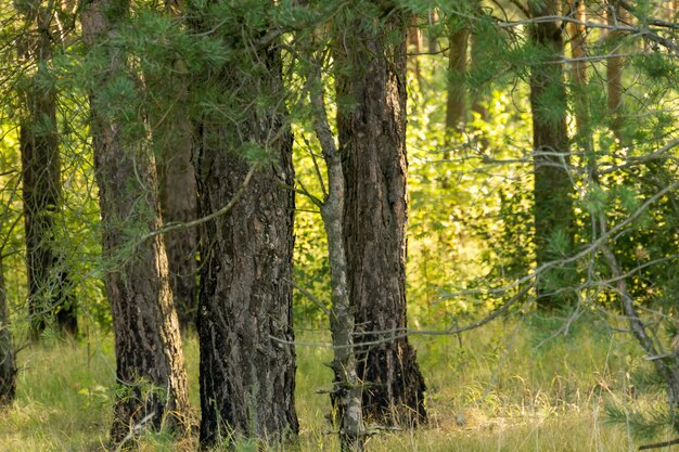 Morgen im Kiefernwald