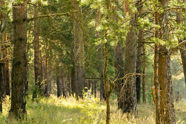 Morgen im Kiefernwald