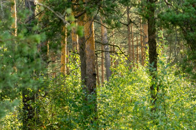 Morgen im Kiefernwald