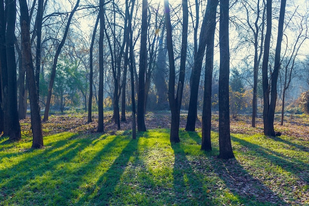 Foto morgen im park