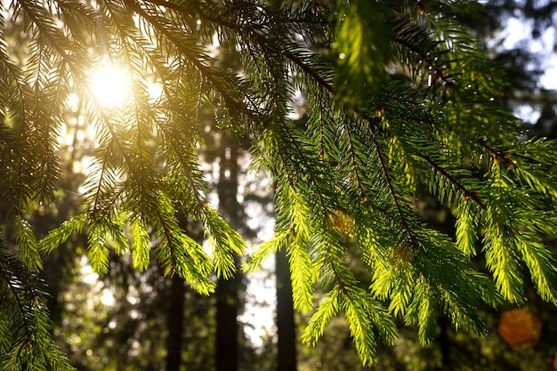 Morgen im Wald. Sonnenstrahlen durch einen Fichtenzweig