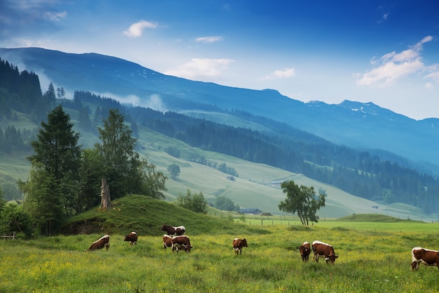 Morgen in den Alpen Österreich Rauris Erstaunliche Aussicht auf Alpental und Berge Naturlandschaft