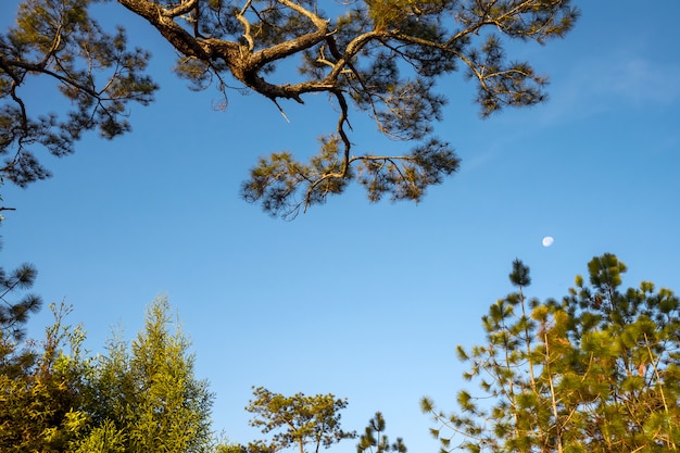 Morgen Mond und Tannenzweigen