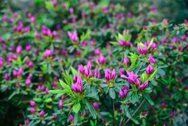 Morgen ungeblasene hellrosa Blütenknospen von Rhododendronpflanzen