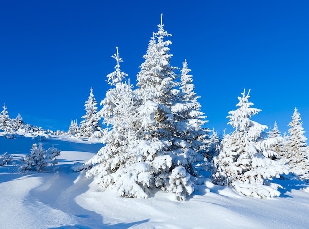 Morgen Winter Berglandschaft mit Tannen am Hang.