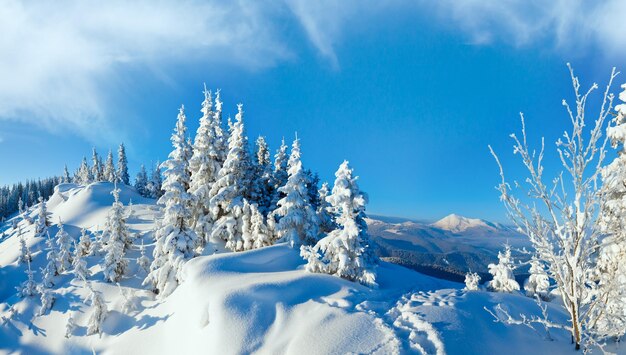 Morgen Winter ruhige Berglandschaft mit Tannen am Hang Karpaten Ukraine