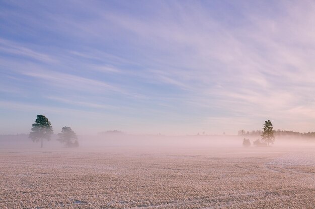 Morgen Winterlandschaft Schneebäume und frostiger Nebel auf dem Feld im ländlichen Finnland