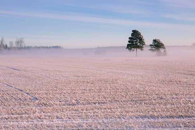 Morgen Winterlandschaft Schneebäume und frostiger Nebel auf dem Feld im ländlichen Finnland