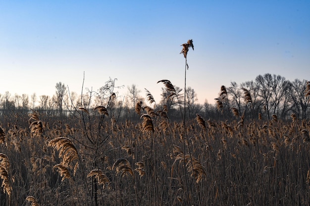 Morgen Winterlandschaft Sonne im Schilf