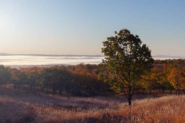 Morgenansicht des mit Nebel bedeckten Tals in der Herbstsaison